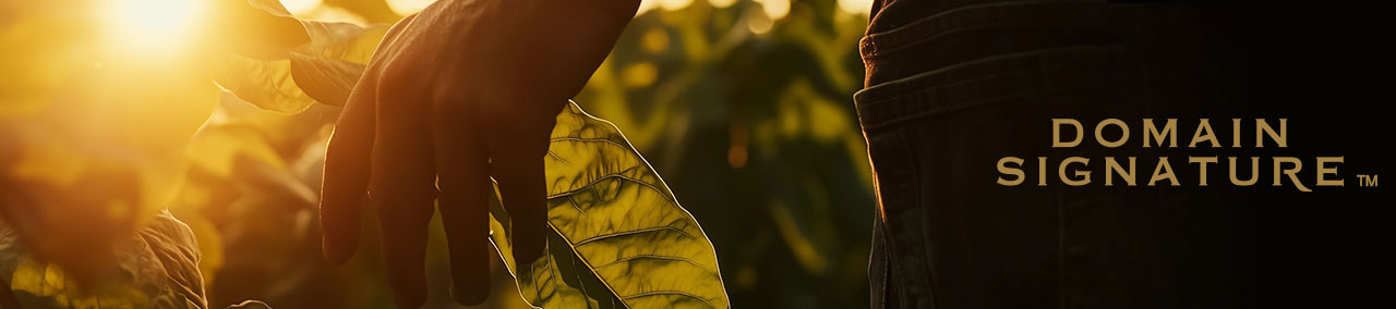 Person's hand reaching toward a leaf in warm sunset light, with a Domain Signature logo on the right side